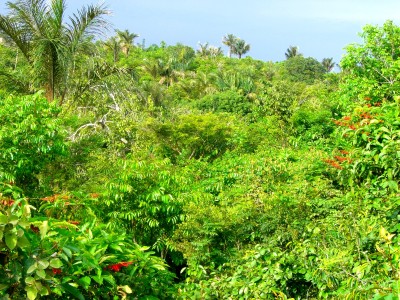 Typischer Sekundärwald