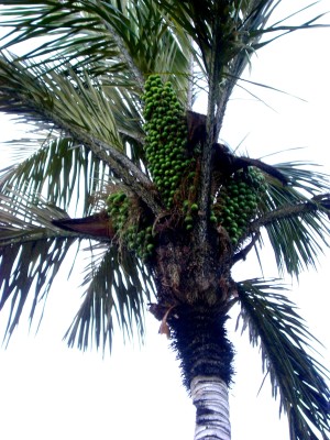 Die Früchte dieser Palme nennt man Tucumã