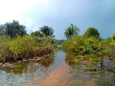 Überfluteter Regenwald