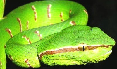 Eine der gefährlichsten Schlangen in die Lanzenotter. Sie beisst mehrfach hintereinander, gleich einem Lanzenstoß und bis in Hüfthöhe