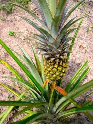 Wilde Ananas findet man an vielen Stellen des Waldes
