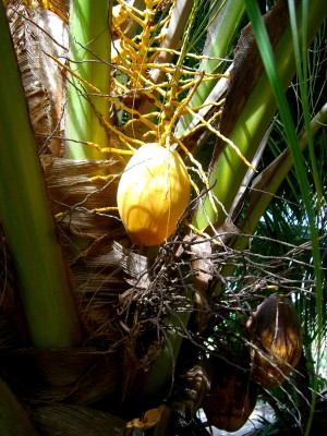 Cocos-Palme