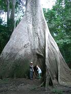 Riesen Brettwurzel eines Urwaldbaums