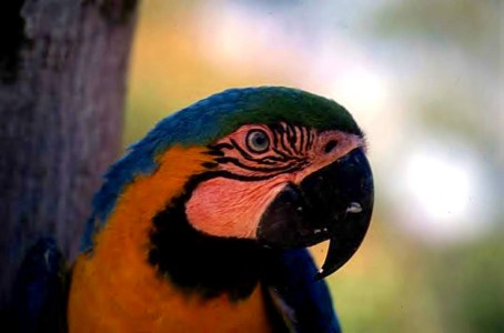 Der Ara ist der wohl bekannteste Vogel Amazoniens