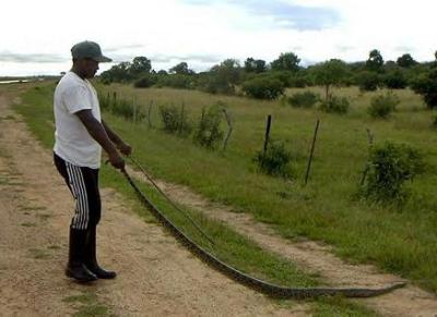 Anaconda - Vorallem auf den Fazendas trifft man auf Schlangen