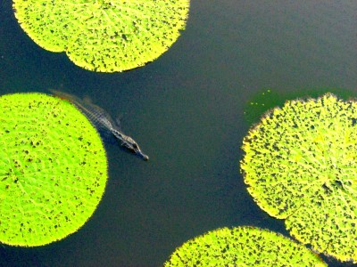 Caiman inmitten der Blätter der Victoria Regia am Lago Janauari