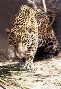 Heimisch in Amazonas Onca pintada - Gefleckter Jaguar